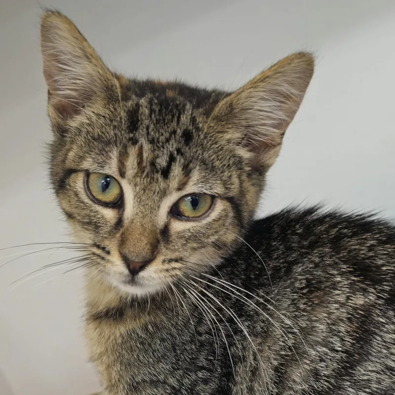 A baby small-sized female Domestic Short Hair cat named River for adoption in Cumming, GA