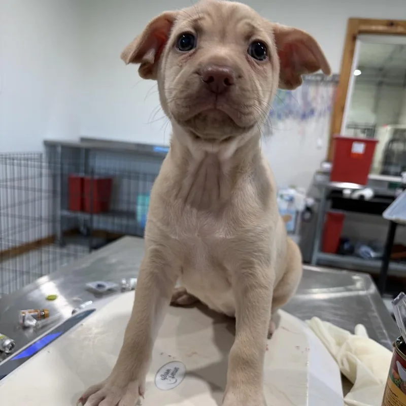A baby small-sized female Brown / Chocolate Labrador Retriever dog named Rapunzel for adoption in Harlingen, TX