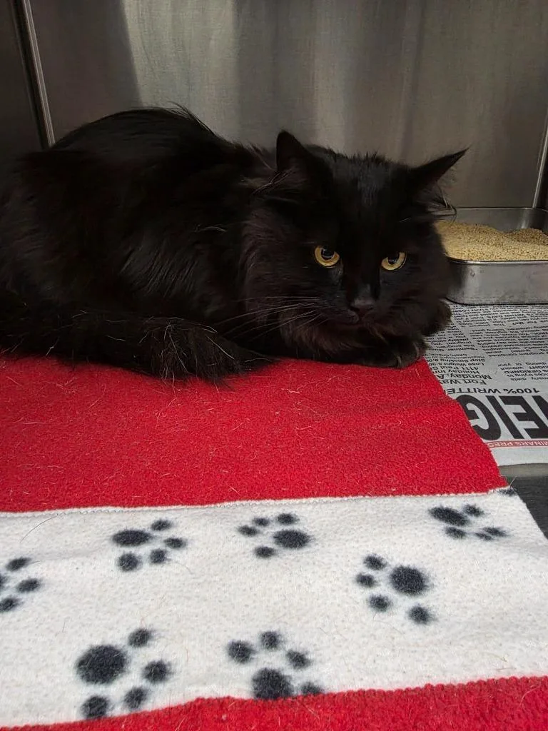 An adult large-sized male Maine Coon cat named Thunder Cat for adoption in Angola, IN