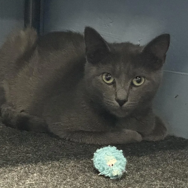 A baby small-sized male Gray / Blue / Silver Domestic Short Hair cat named Darry for adoption in Opelika, AL