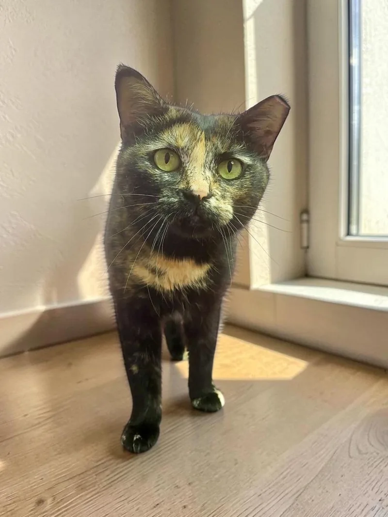 An adult medium-sized female Domestic Short Hair cat named Sadie for adoption in Champaign, IL