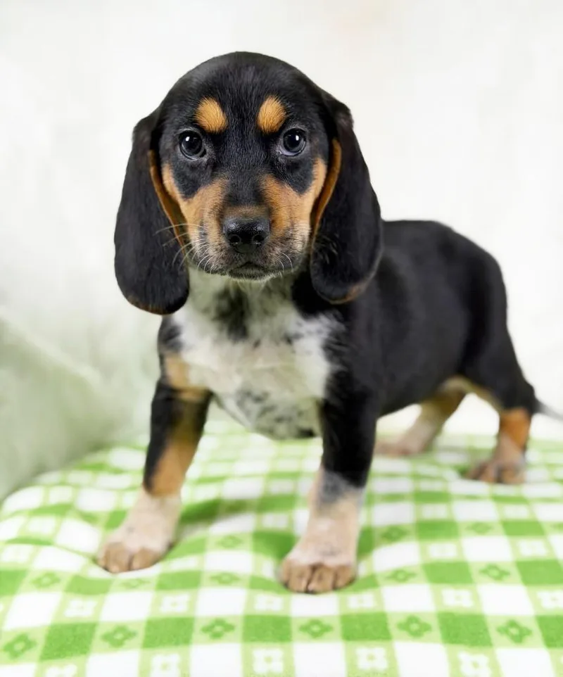 Spring Litter  Breeze