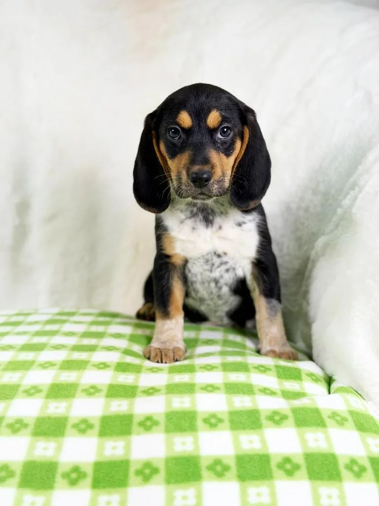 Spring Litter  Breeze thumbnail 2