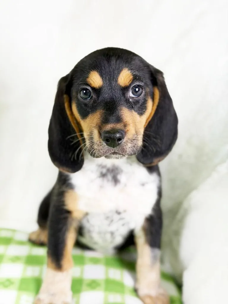 Spring Litter  Breeze thumbnail 3