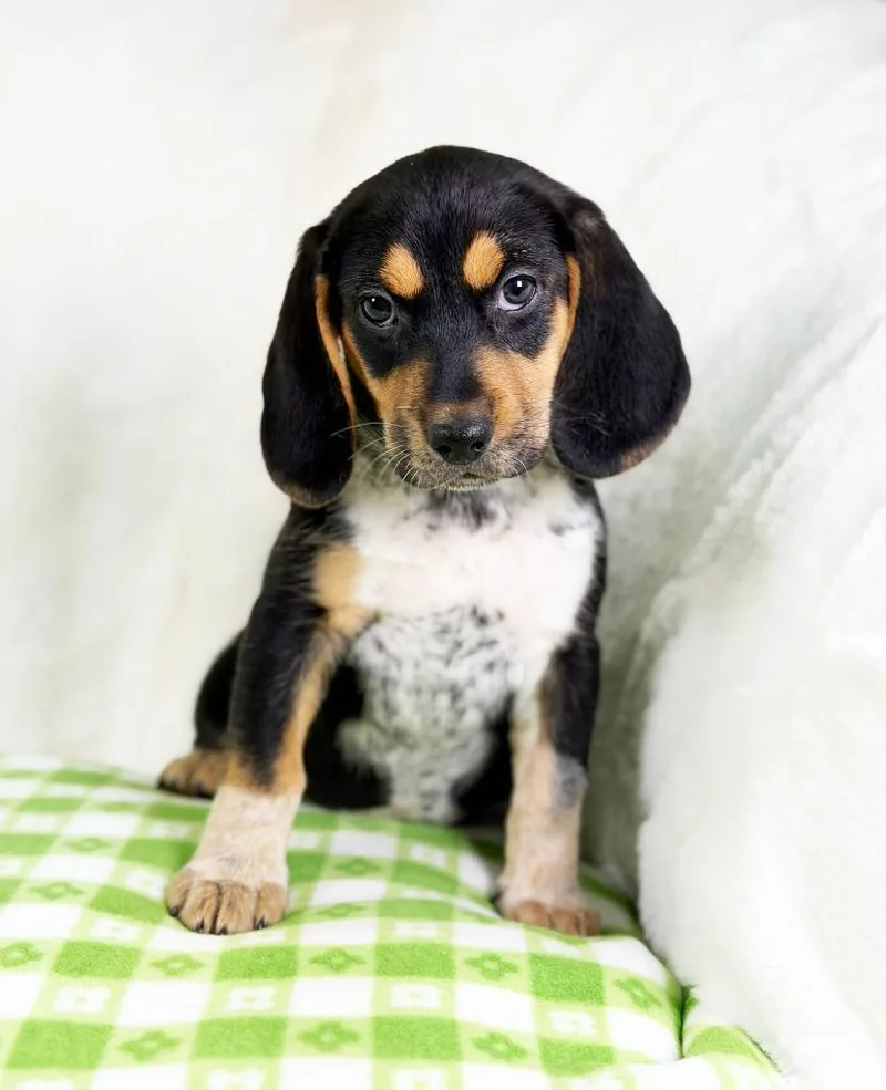 Spring Litter  Breeze thumbnail 5