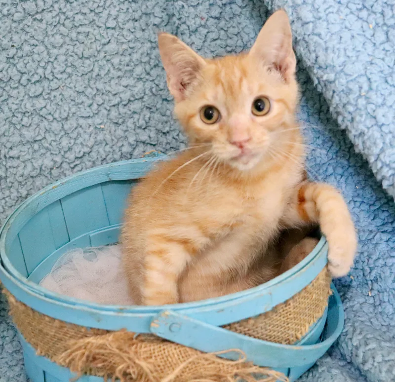 A baby medium-sized male Tabby (Orange / Red) Tabby cat named Whiskey for adoption in Saint Augustine, FL