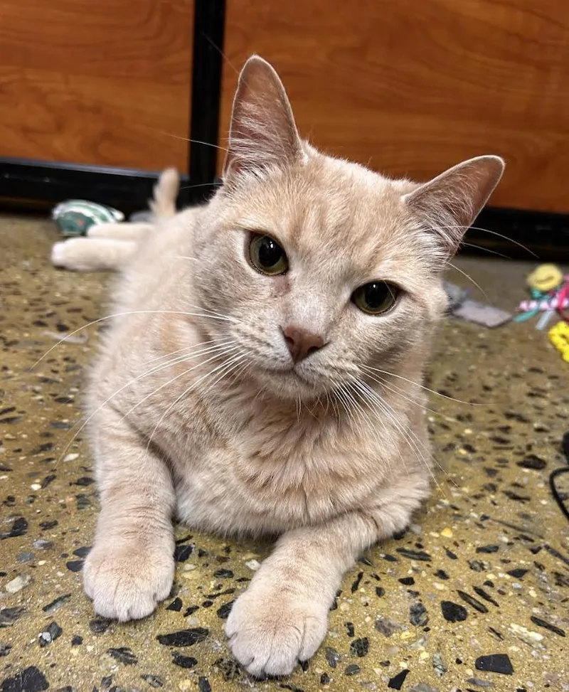 A young medium-sized male Domestic Short Hair cat named Orangino for adoption in Long Beach, NY