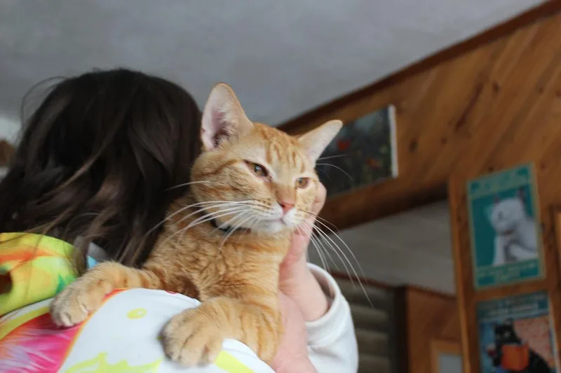A young medium-sized male Domestic Short Hair cat named Simba for adoption in Rice Lake, WI