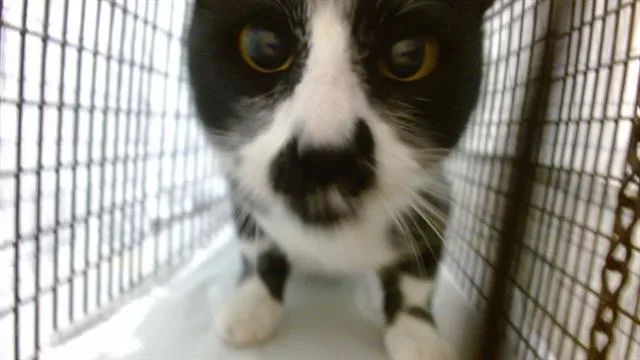 A young small-sized male Domestic Short Hair cat named Milkshake for adoption in Miami, FL
