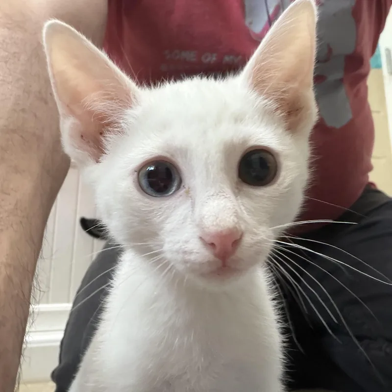 A young medium-sized female White Domestic Short Hair cat named Jade for adoption in Wyandotte, MI
