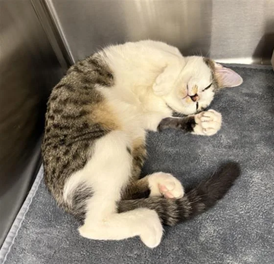 A baby small-sized male Domestic Short Hair cat named Sassy for adoption in Indianapolis, IN