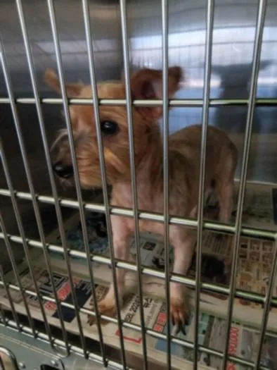 An adult small-sized female Yorkshire Terrier dog named Agatha for adoption in Los Angeles, CA