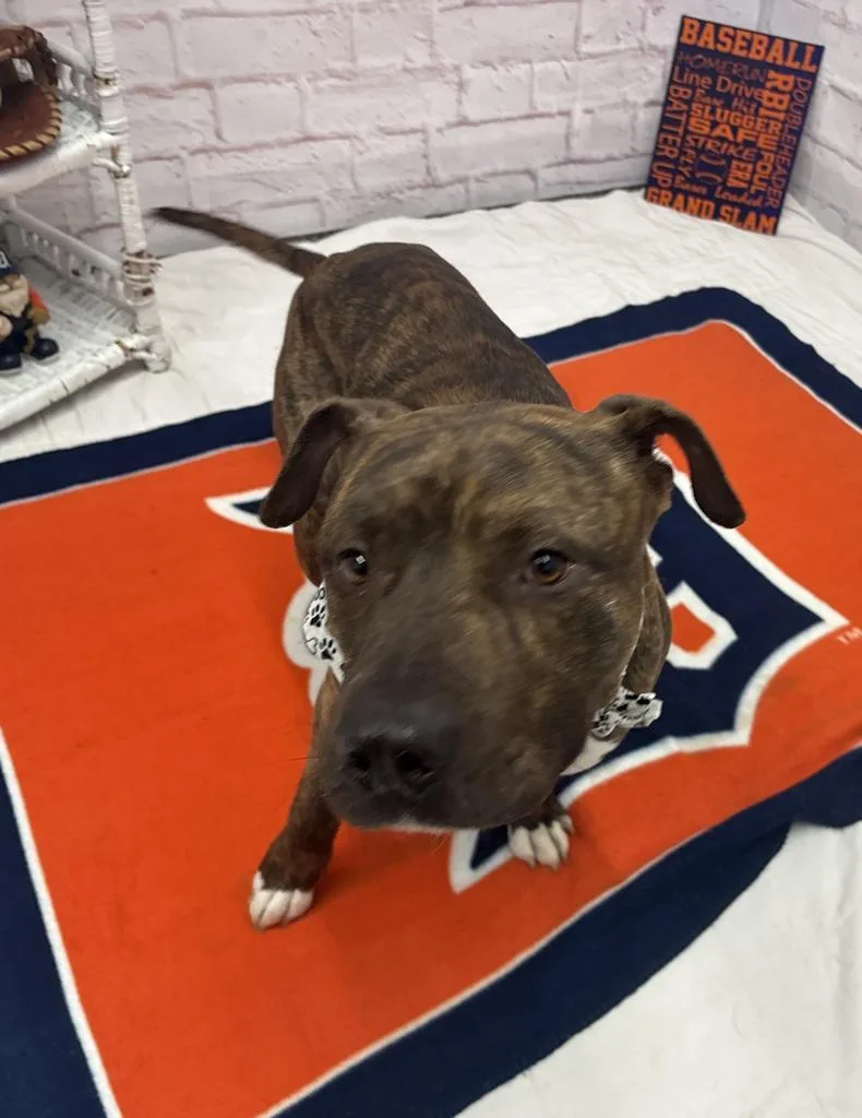 An adult large-sized male Mixed Breed dog named Franz for adoption in Detroit, MI