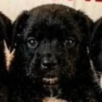 A baby small-sized male Black Labrador Retriever dog named Yoda for adoption in Lenoir, NC