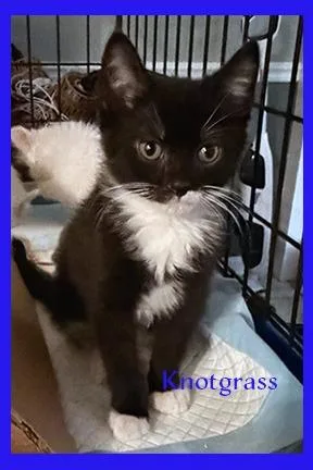 A baby medium-sized male Domestic Short Hair cat named Knotgrass for adoption in Hoover , AL