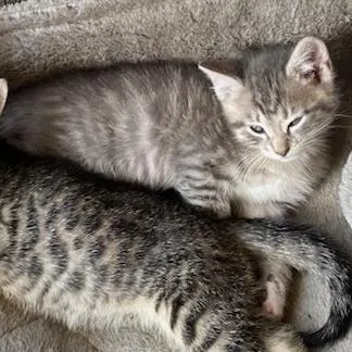 A baby small-sized male Gray / Blue / Silver Domestic Short Hair cat named Toby for adoption in Asheville, NC