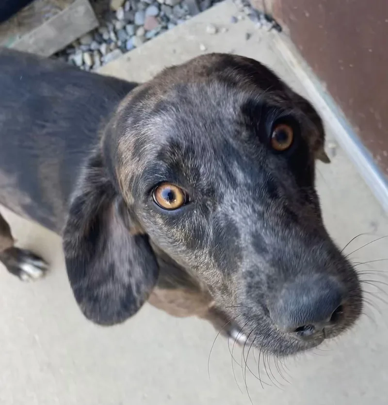 A young medium-sized male Catahoula Leopard Dog dog named Sutton for adoption in Sterling Heights, MI