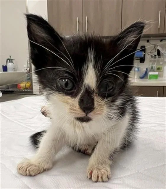 A baby small-sized female Domestic Short Hair cat named Misty for adoption in Baytown, TX