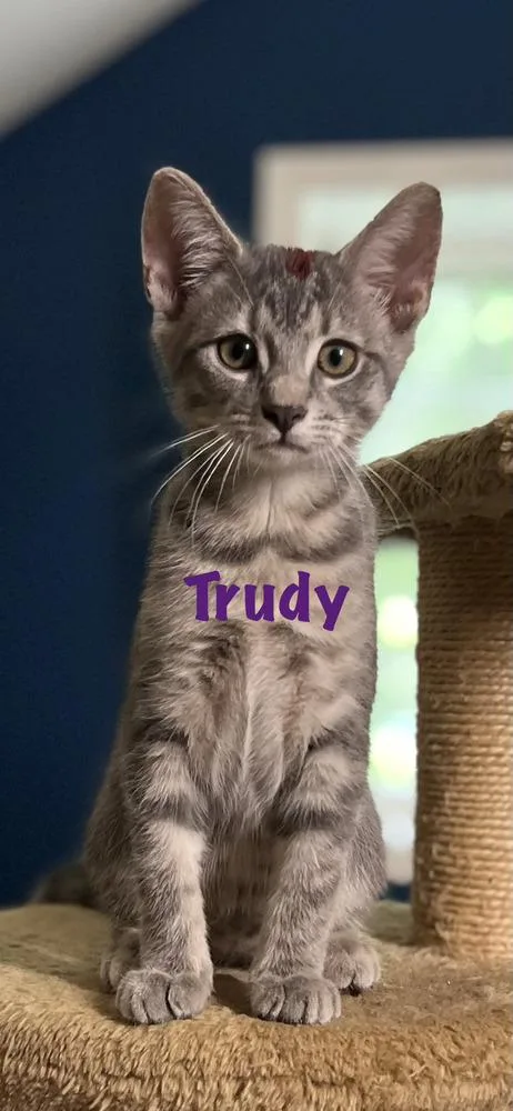 Trudy