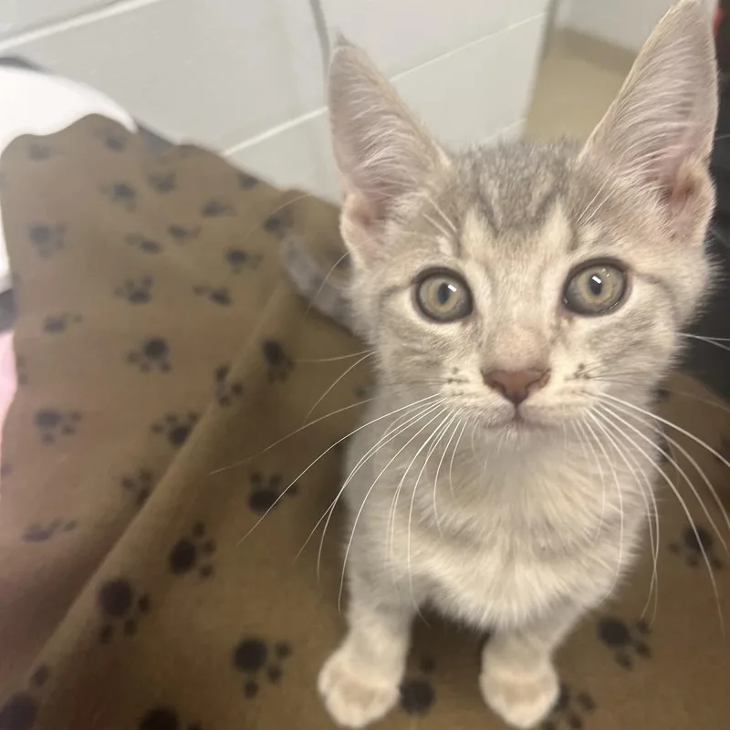 A baby small-sized male Gray / Blue / Silver American Shorthair cat named Taro for adoption in Marshall, VA