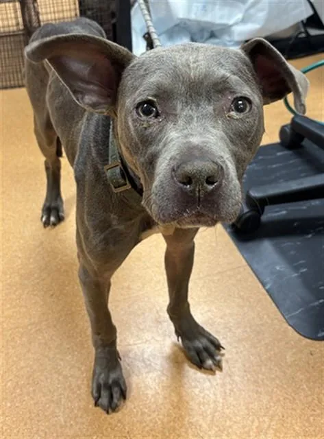 An adult medium-sized male Pit Bull Terrier dog named Young Gravy for adoption in Martinez, CA