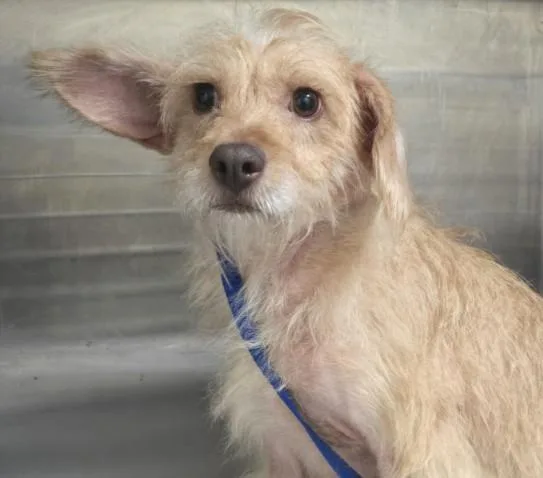 An adult small-sized female Terrier dog named Martha for adoption in Los Angeles, CA