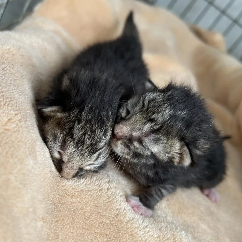 A baby small-sized male Brown / Chocolate Domestic Short Hair cat named Apple Juice for adoption in Austin, TX