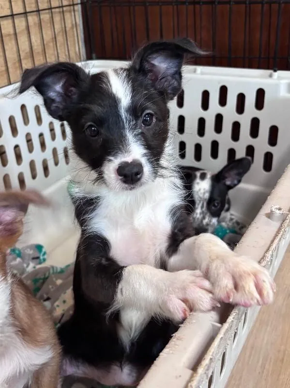 Petunia thumbnail 2