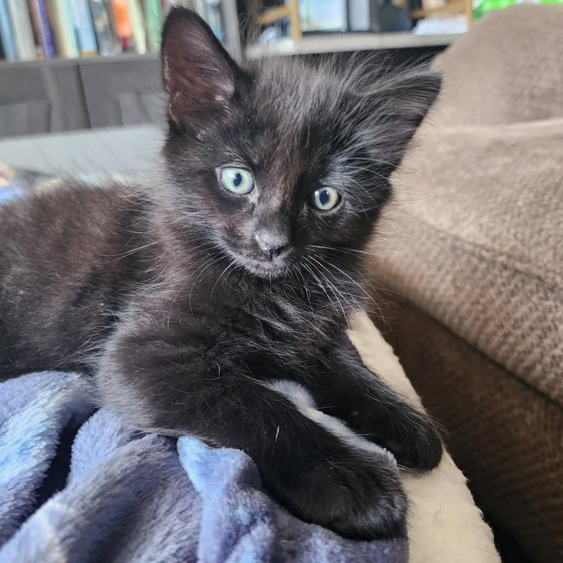A baby small-sized male Black Domestic Short Hair cat named Lando for adoption in Austin, TX