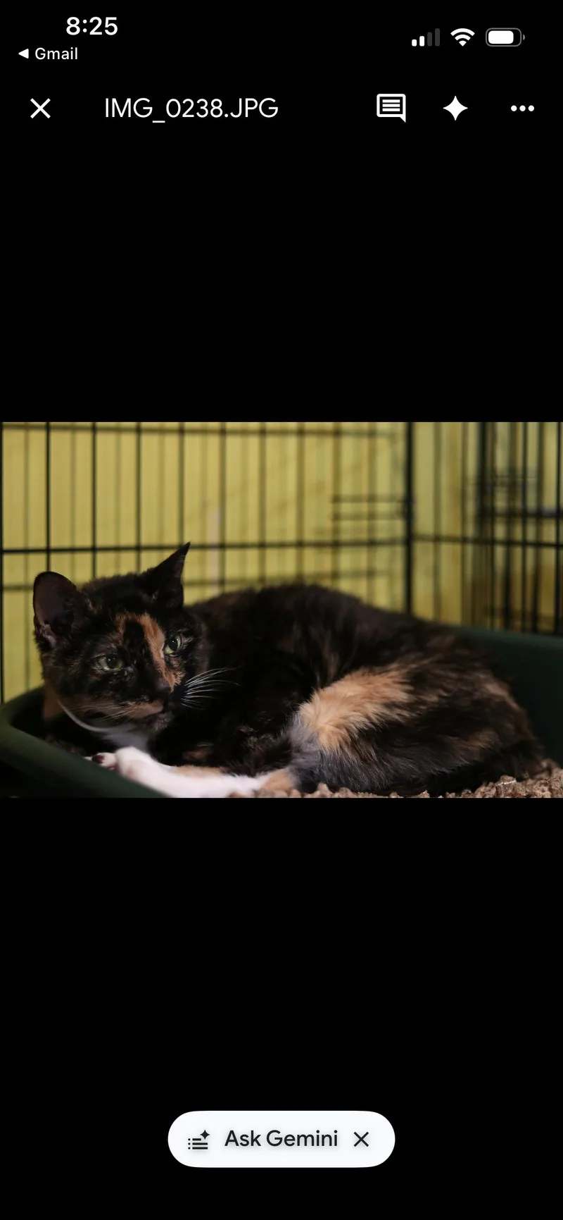 A senior large-sized female Domestic Short Hair cat named Coco for adoption in Havertown, PA