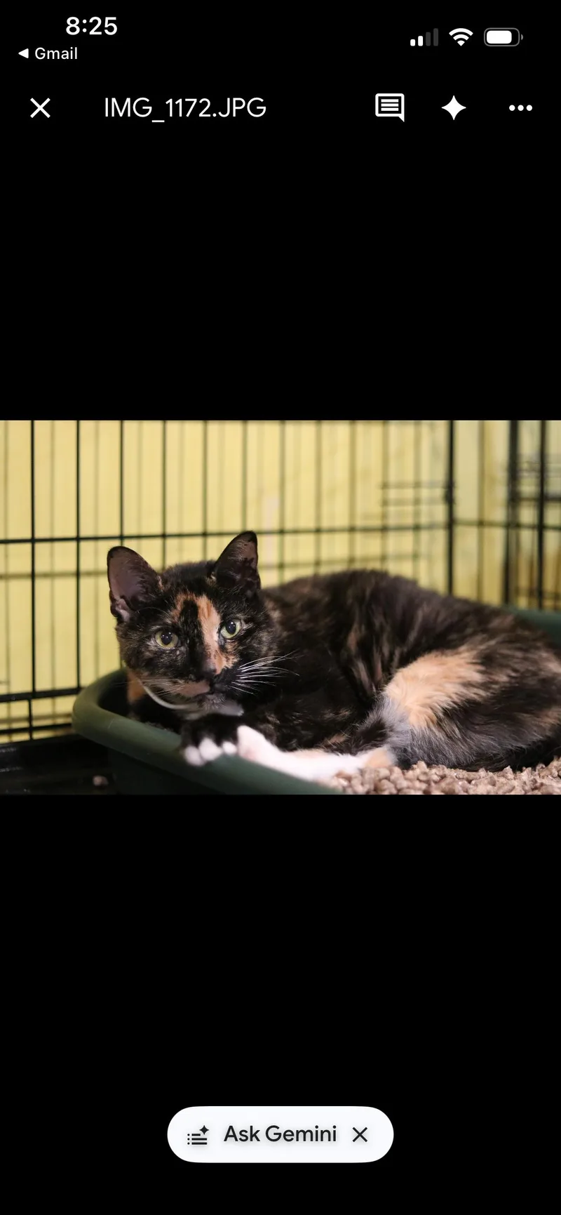 Coco thumbnail 2