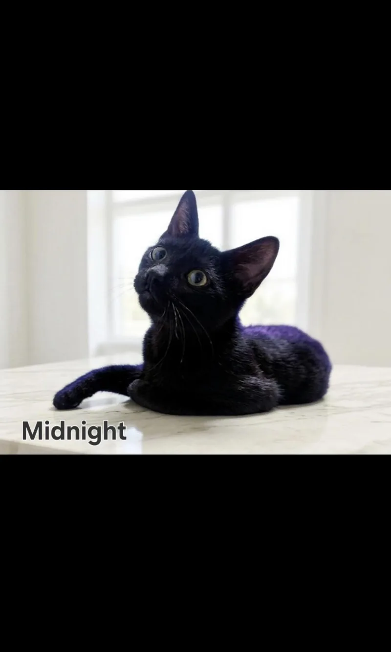 A young medium-sized female Domestic Short Hair cat named Midnight for adoption in South Pasadena, CA