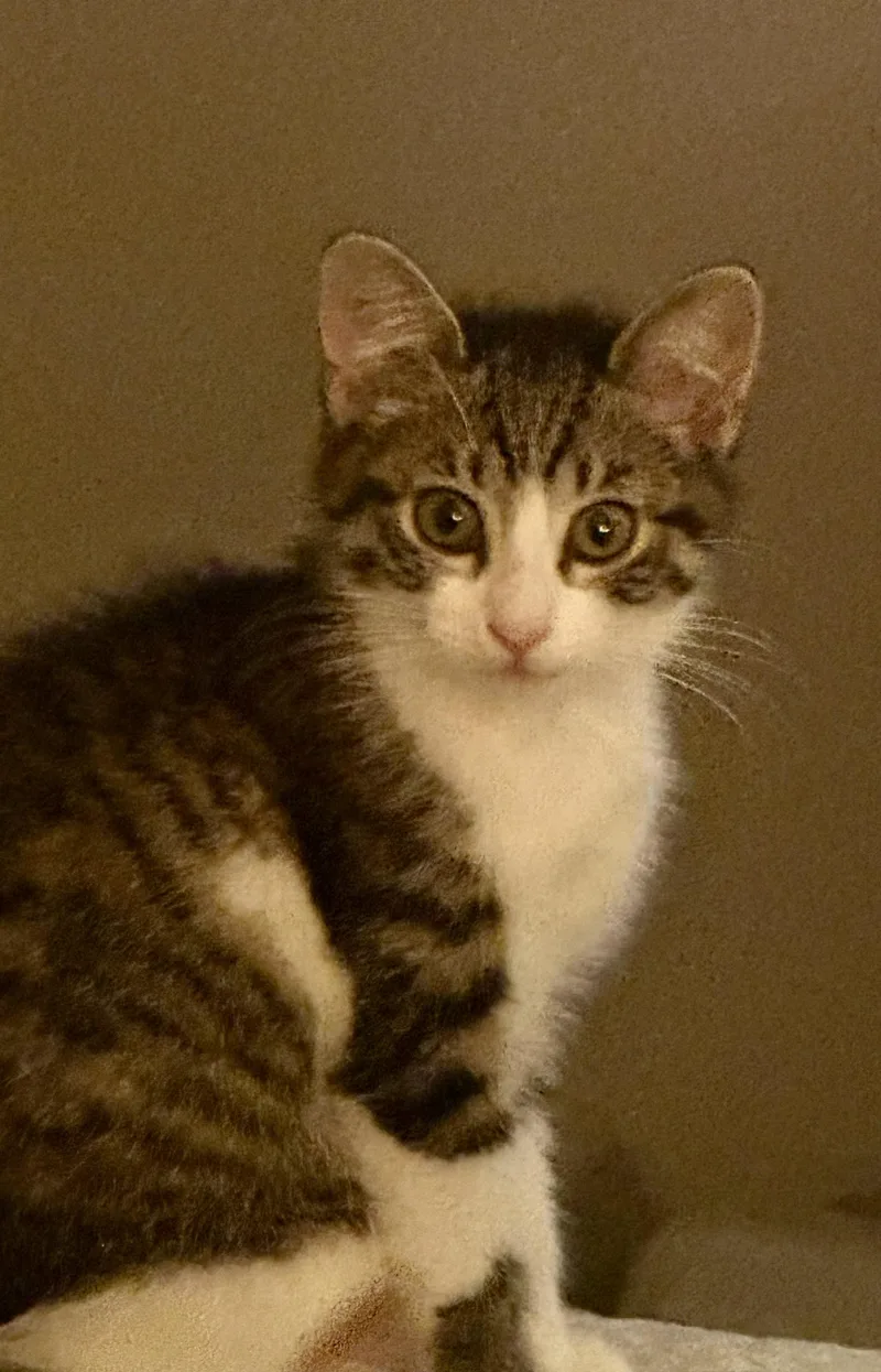 A baby small-sized male Tabby (Gray / Blue / Silver) Domestic Short Hair cat named Pop for adoption in Mineral Point, WI