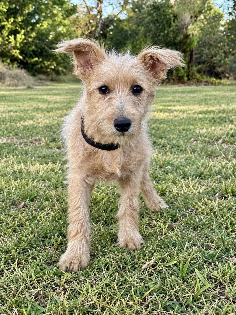An adult small-sized male Terrier dog named Lennox for adoption in Helotes, TX