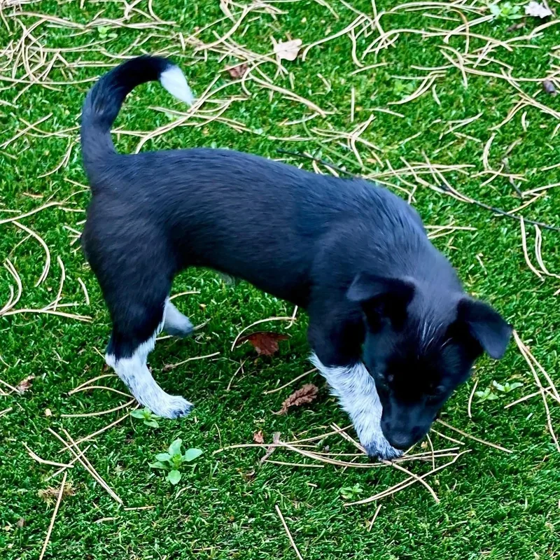 Trilly  Small Pup