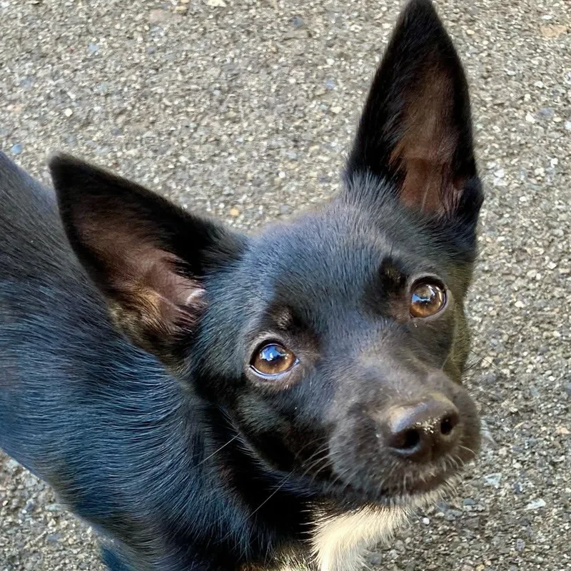 Trilly  Small Pup thumbnail 2