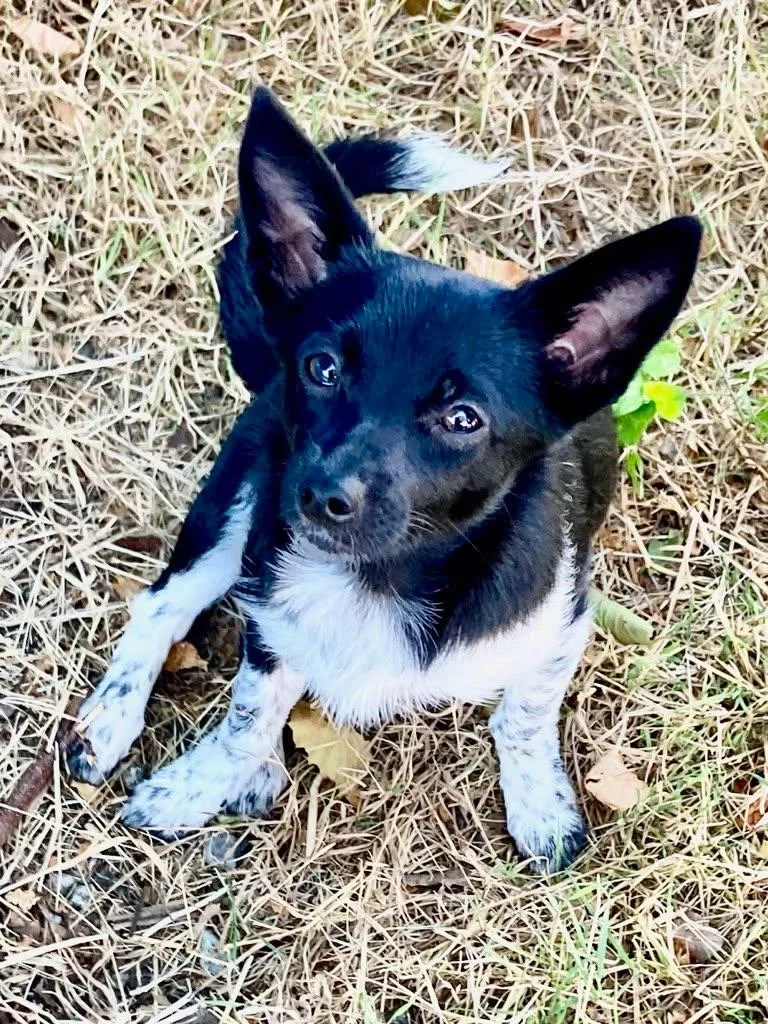 Trilly  Small Pup thumbnail 3