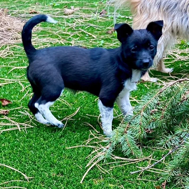 Trilly  Small Pup thumbnail 4