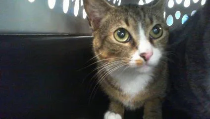 An adult large-sized male Domestic Short Hair cat named Lox for adoption in Charlotte, NC