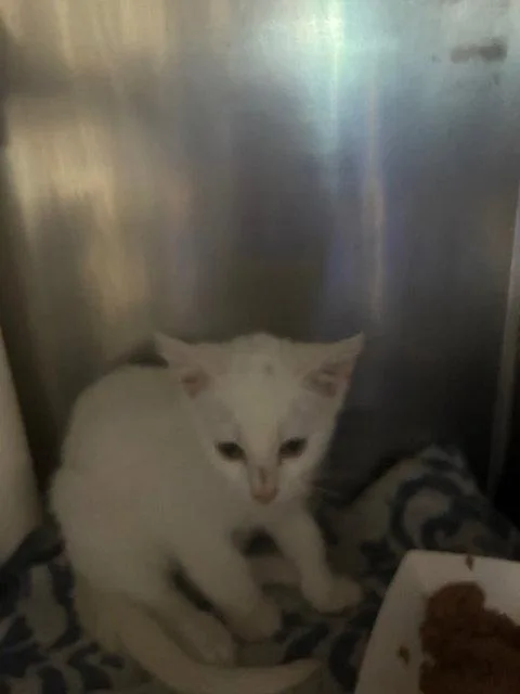 A baby medium-sized female White Domestic Short Hair cat named Icee for adoption in Herndon, VA