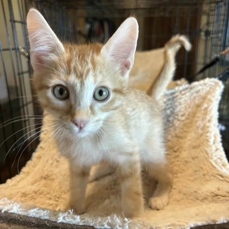 A young large-sized male Orange / Red Domestic Short Hair cat named Winter Holiday for adoption in Austin, TX