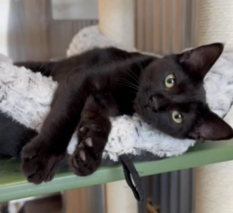 A baby medium-sized male Black Domestic Short Hair cat named Asphalt for adoption in Petaluma, CA
