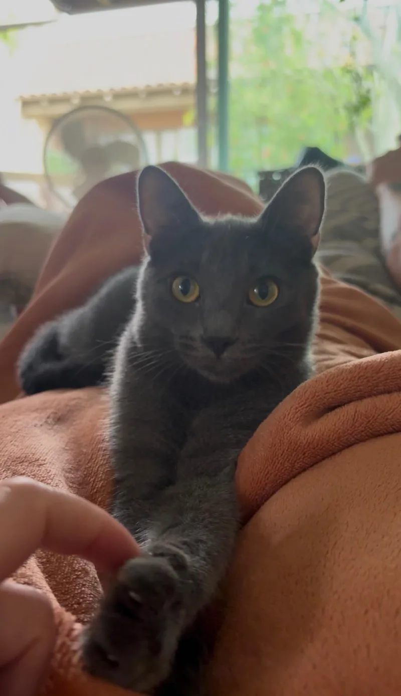 A young medium-sized male Gray / Blue / Silver Russian Blue cat named Hagrid for adoption in Tustin, CA