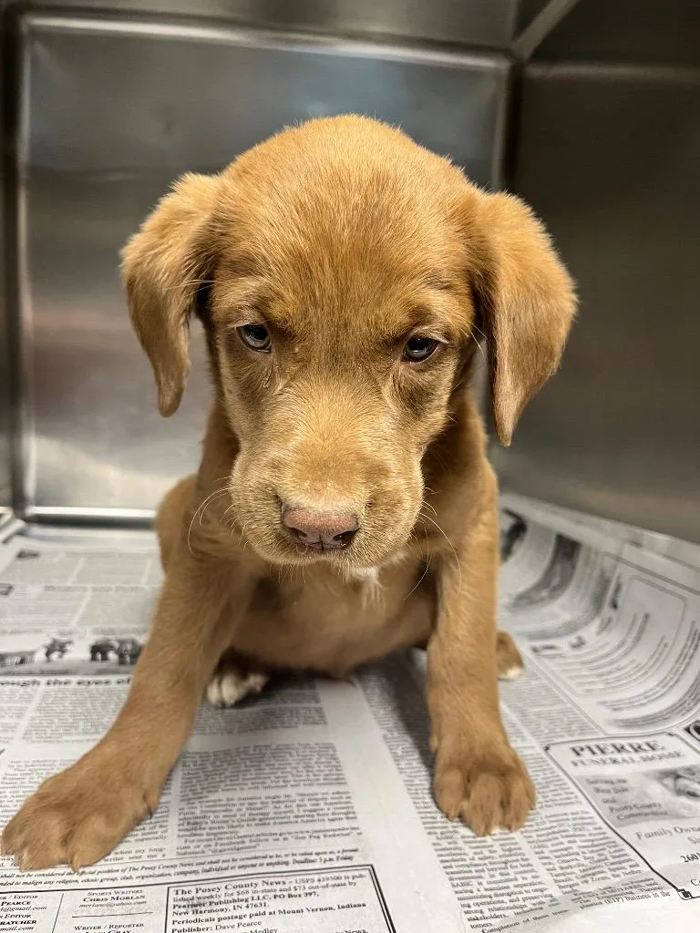 A baby medium-sized male Chocolate Labrador Retriever dog named River for adoption in Hopkinsville, KY