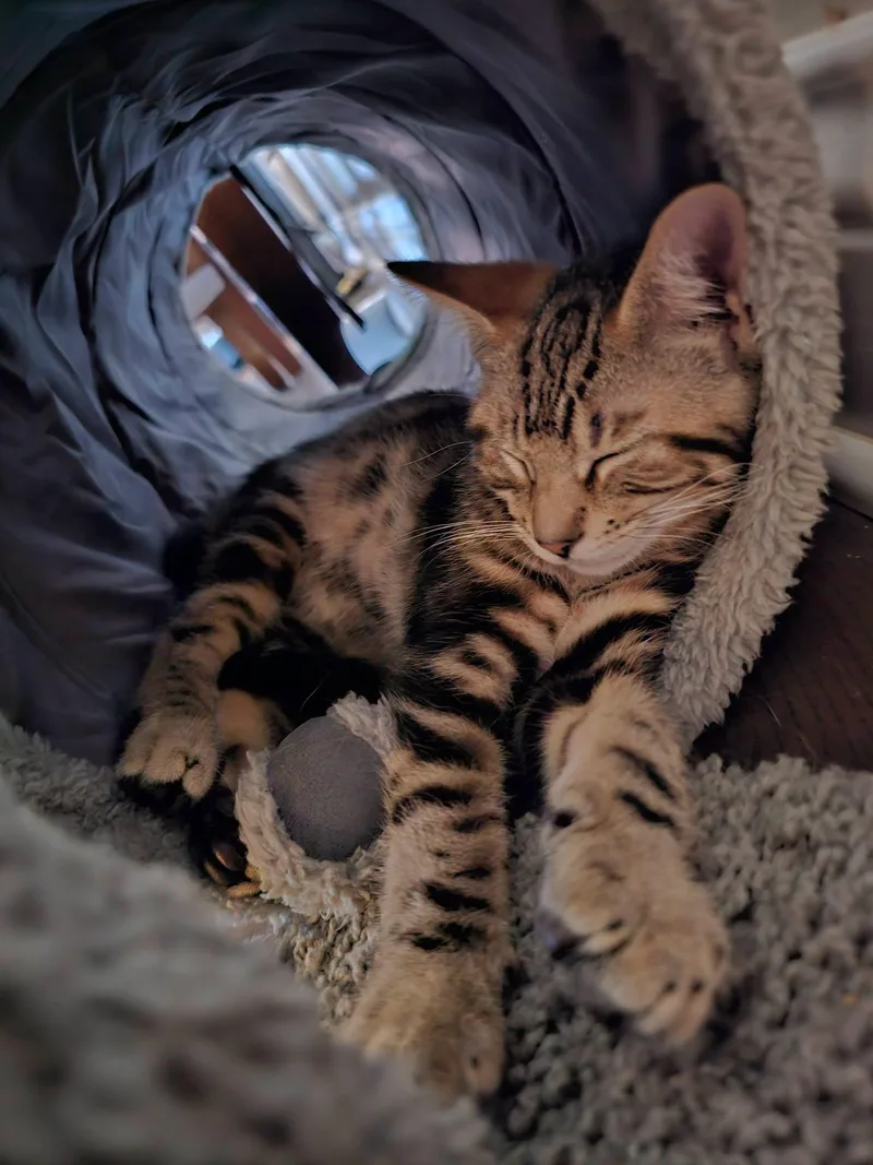 A baby medium-sized male Tabby cat named Kian for adoption in Freeland, MI