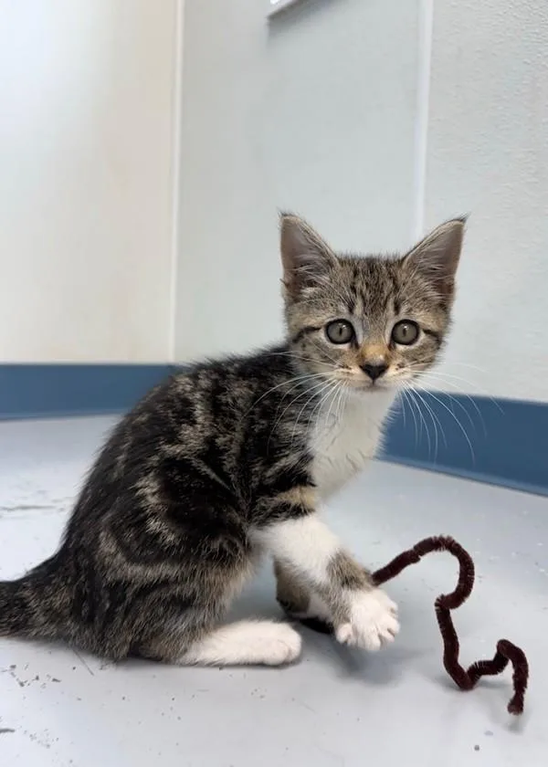 A baby small-sized female Domestic Short Hair cat named Bali for adoption in Skillman, NJ