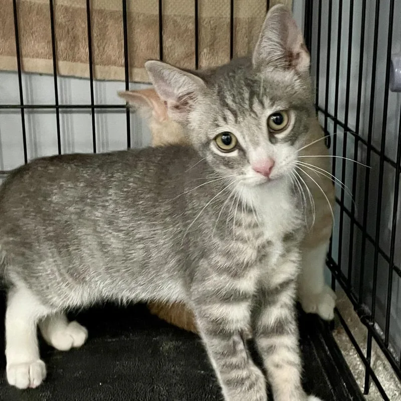 A baby small-sized male Gray / Blue / Silver Domestic Short Hair cat named Zeno for adoption in Fairmont, WV