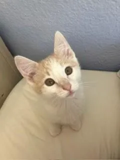 A baby small-sized male Domestic Short Hair cat named Perci for adoption in Santa Cruz, CA