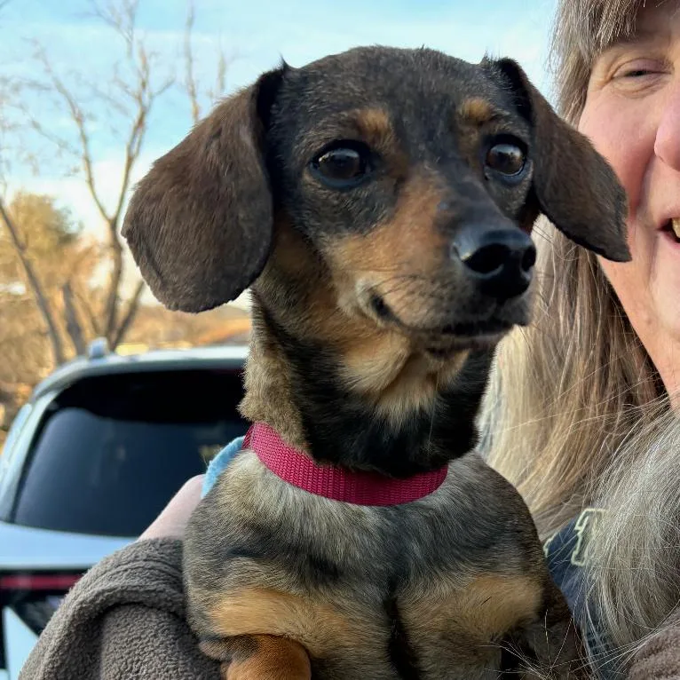 An adult small-sized female Brown / Chocolate Dachshund dog named Amy for adoption in Rockville, MD