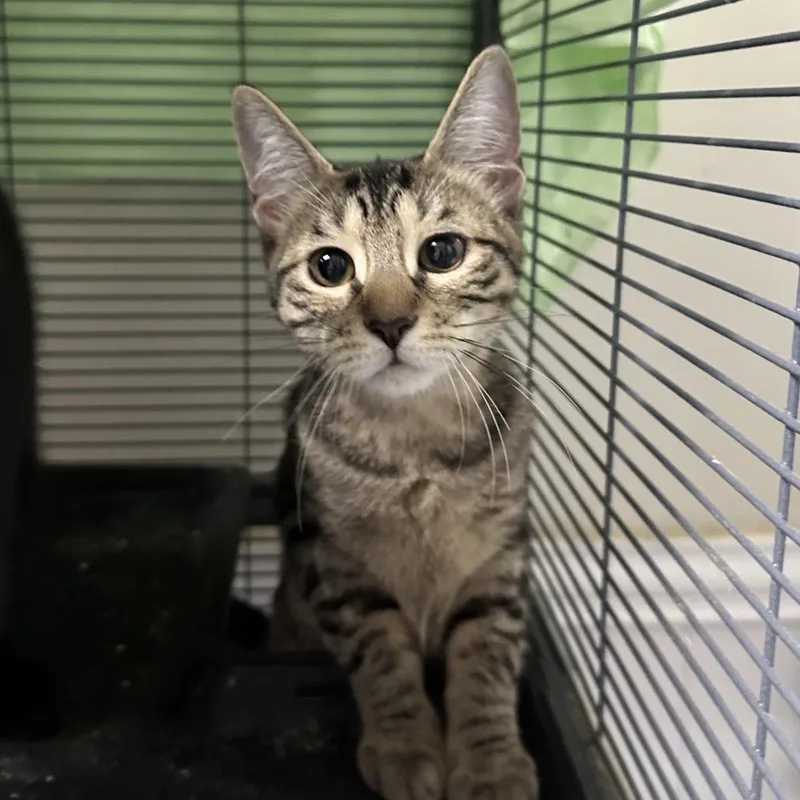 A young medium-sized female Brown / Chocolate Domestic Short Hair cat named Bb for adoption in Mount Laurel, NJ
